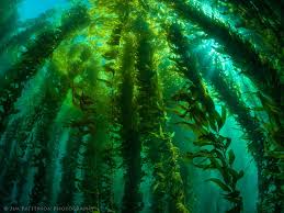 The Super Food “Kelp” And Why You Need It In Your Diet!!!