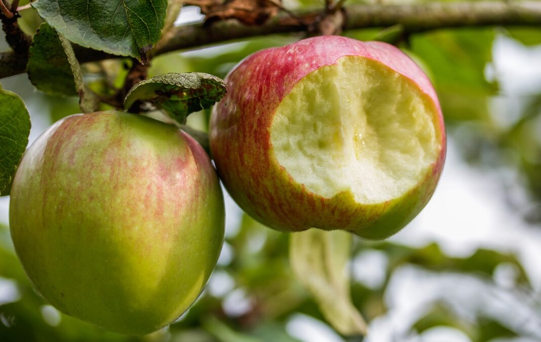 Apple Tree Bite Food Ripe  - JonathanRieder / Pixabay