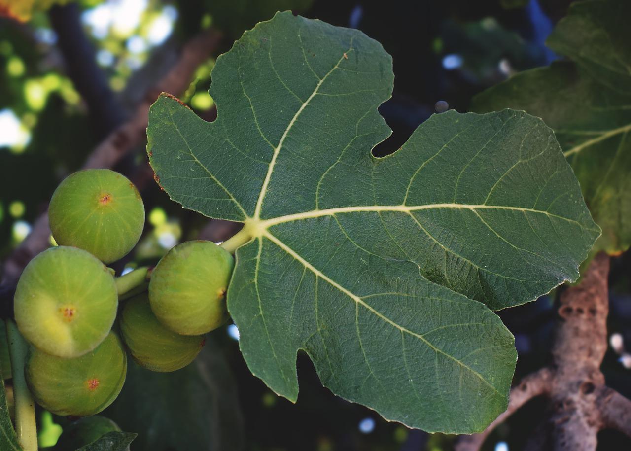 Fig Tree Fruit Nature Botany  - dimitrisvetsikas1969 / Pixabay