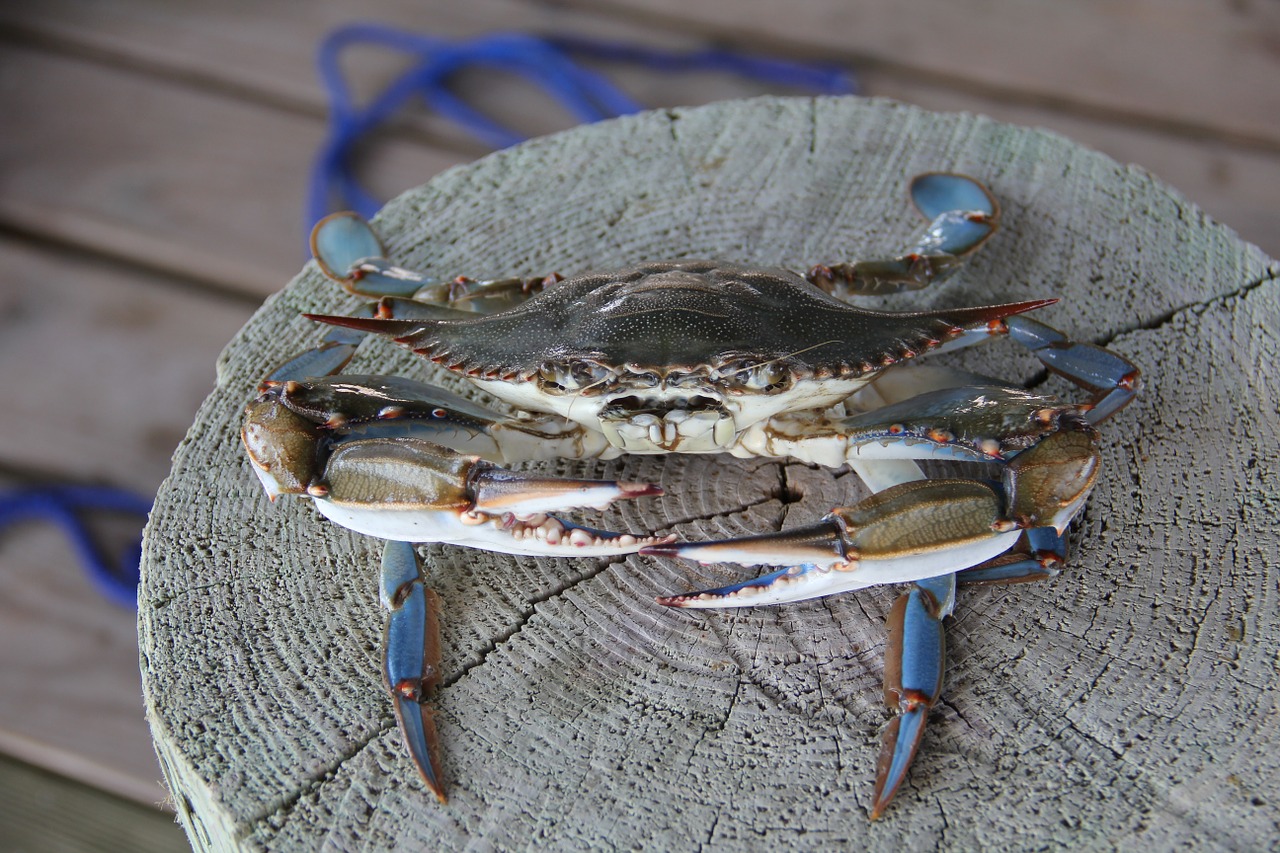 Blue Crab Crab Louisiana Grand Isle  - glynn424 / Pixabay