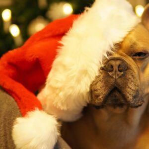 Dog French Bulldog Christmas Weary  - Mylene2401 / Pixabay