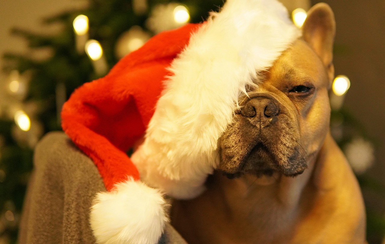 Dog French Bulldog Christmas Weary  - Mylene2401 / Pixabay