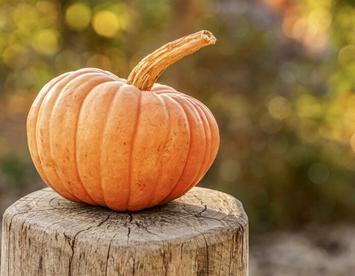 Pumpkin Autumn Harvest Halloween  - suju / Pixabay