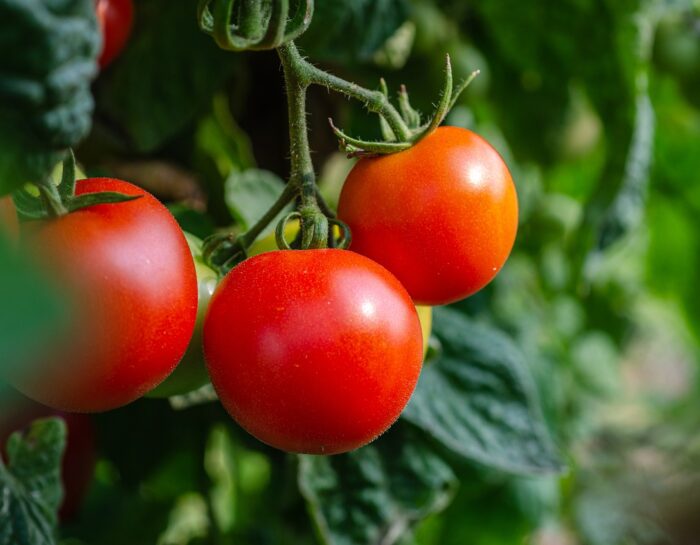 Tomatoes Fresh Produce Harvest  - Kathas_Fotos / Pixabay