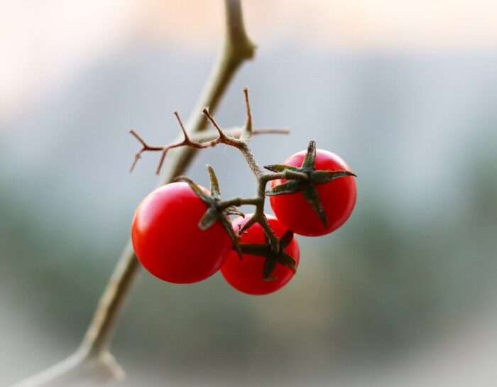 Tomatoes Fruit Plant Food  - Rosy_Photo / Pixabay